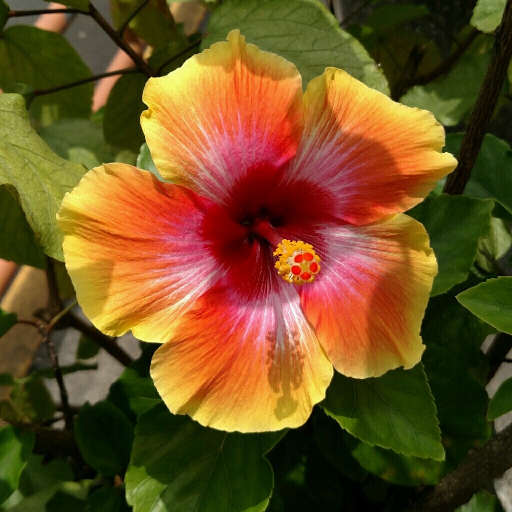 Meet your Posher, Claudia